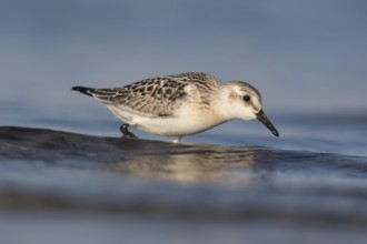 Sanderling (Calidris alba) foraging, Mecklenburg-Western Pomerania, Germany, Europe
