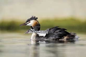 Great Crested Grebe (Podiceps Scalloped ribbonfish), with chicks in plumage swimming in the water,