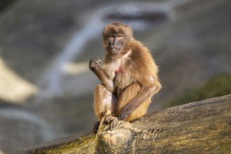Gelada (Theropithecus gelada) sitting on a tree trunk, captive, Germany, Europe