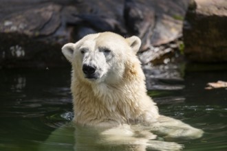 Polar bear (Ursus maritimus) swimming in the water, captive, Germany, Europe