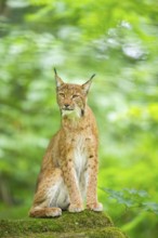 Eurasian lynx (Lynx lynx) sitting in a forest, Bavaria, Germany, Europe
