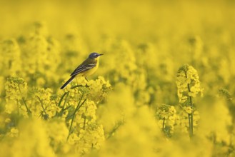 A yellow wagtail sits in spring in a flowering rape field near Frankfurt am Main, Frankfurt am