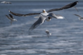 Seagulls in flight, North Frisia, Schleswig-Holstein, Germany, Europe