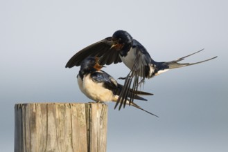Male barn swallow (Hirundo rustica) approaching the female for mating, Hesse, Germany, Europe
