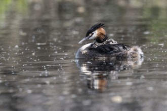 Great Crested Grebe (Podiceps Scalloped ribbonfish) with juveniles, Emsland, Lower Saxony, Germany,