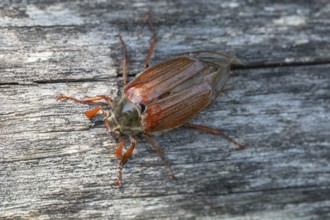 Close-up of cockchafer - fascinating details of a spring messenger