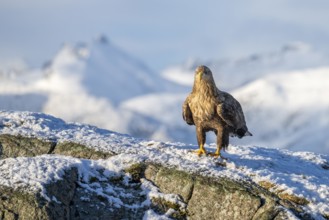 White-tailed eagle (Haliaeetus albicilla), sitting on a snow-covered rock in front of a mountain