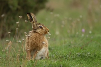 European brown hare (Lepus europaeus) adult animal in grassland in summer, England, United Kingdom,