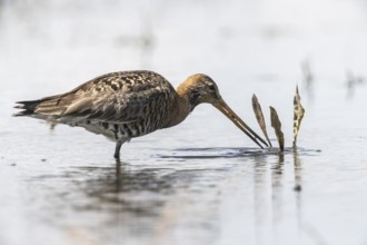 Black-tailed godwit (Limosa limosa), Lower Saxony, Germany, Europe