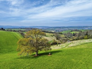Old Oak over Farms and Fields from a drone, Newton Abbot, Devon, England, United Kingdom, Europe