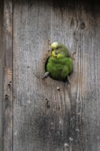 Budgerigar (Melopsittacus undulatus), Lower Saxony, Germany, Europe
