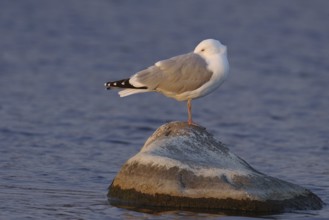 European Herring Gull (Larus argentatus), Manitoba, Canada, North America