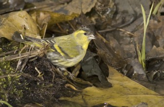 Eurasian Siskin (Spinus spinus) male, Saxony, Germany, Europe