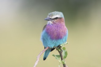 Lilac-breasted Roller (Coracias caudatus) perched on a branch, Serengeti, Tanzania, Africa