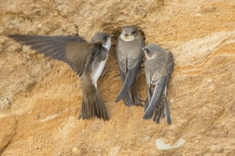 Sand Martin (Riparia riparia) at nesting wall, North Rhine-Westphalia, Germany, Europe