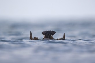 Common Eider (Somateria mollissima) diving, Schleswig-Holstein, Germany, Europe