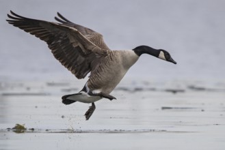 Canada Goose (Branta canadensis) landing on ice surface, Baden-Wuerttemberg, Germany, Europe