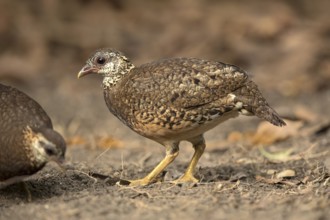 Green-legged Partridge (Arborophila chloropus) perched on the ground, Bidoup National Park,