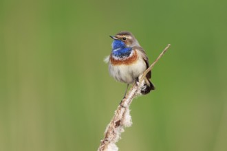 Bluethroat (Luscinia svecica cyanecula) male perched on cattail, Netherlands