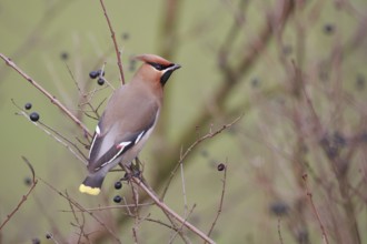 Bohemian Waxwing (Bombycilla garrulus), North Rhine-Westphalia, Germany, Europe