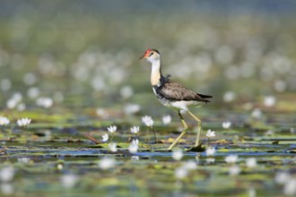 Comb-crested Jacana (Irediparra gallinacea) juvenile, Queensland, Australia, Oceania