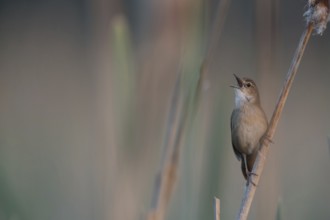Savi's Warbler (Locustella luscinioides) singing, Mecklenburg-Western Pomerania, Germany, Europe