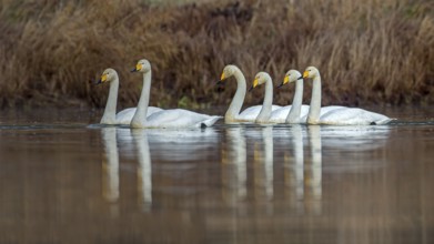 Whooper Swan (Cygnus cygnus), Saxony-Anhalt, Germany, Europe