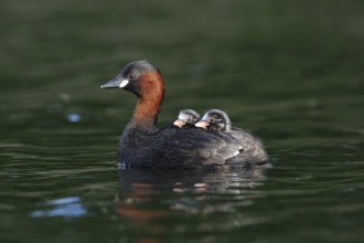 Little Grebe (Tachybaptus ruficollis) with chicks, Saxony, Germany, Europe
