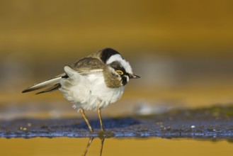 Little Ringed Plover (Charadrius dubius) female preening, North Rhine-Westphalia, Germany, Europe
