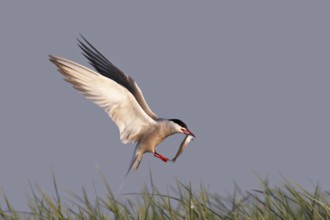 Common Tern (Sterna hirundo) flying, Lower Saxony, Germany, Europe