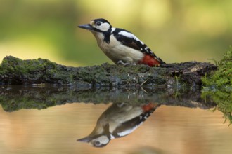 Great Spotted Woodpecker (Dendrocopos major) female, Utrecht, Netherlands