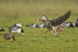 Greater White-fronted Goose (Anser albifrons) flying, North Rhine-Westphalia, Germany, Europe