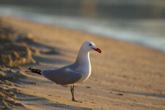 Audouin's Gull (Ichthyaetus audouinii), Mallorca, Spain, Europe