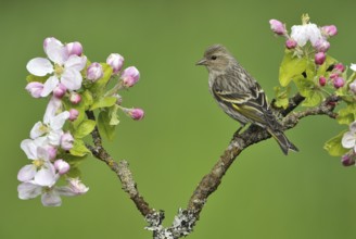 Pine Siskin (Spinus pinus), British Columbia, Canada, North America