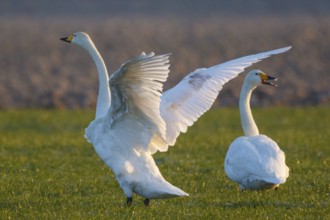Whooper Swan (Cygnus cygnus) flapping wings, North Rhine-Westphalia, Germany, Europe