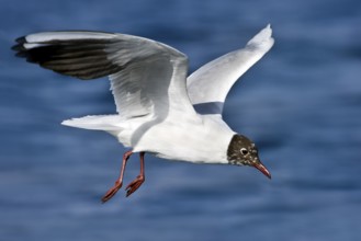 Black-headed Gull (Chroicocephalus ridibundus) flying, Eilat, Israel, Asia