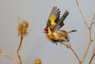 European Goldfinch (Carduelis carduelis), North Rhine-Westphalia, Germany, Europe