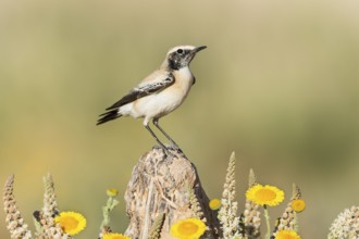 Desert Wheatear (Oenanthe deserti homochroa) Eilat, Israel, Asia