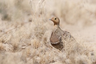 Namaqua Sandgrouse (Pterocles namaqua), Northern Cape, South Africa, Africa