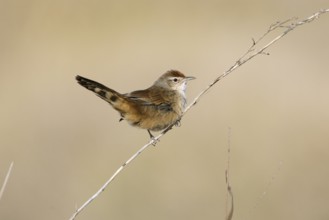 Spinifexbird (Megalurus carteri) perched on a twig, Northern Territory, Australia, Oceania