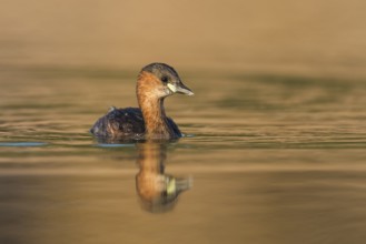 Little Grebe (Tachybaptus ruficollis), Eilat, Israel, Asia
