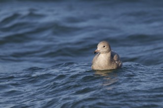 Glaucous Gull (Larus hyperboreus), North Sea, Germany, Europe