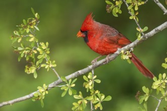 Northern Cardinal (Cardinalis cardinalis) male perched on a twig, Texas, USA, North America