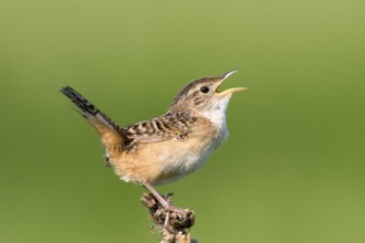 Sedge Wren Cistothorus platensis Appleton, Chippewa County, Minnesota, United States 29 May Adult