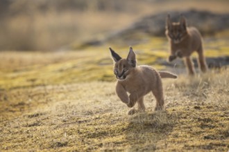 Caracal (Caracal caracal) two cubs running and jumping, Castile-La Mancha, Spain, Europe