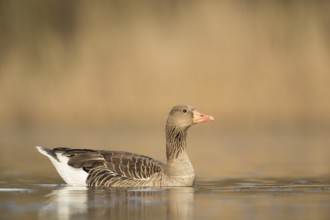 Greylag Goose (Anser anser), Rhineland-Palatinate, Germany, Europe