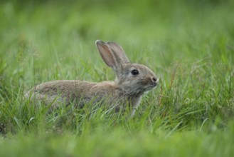 European Rabbit (Oryctolagus cuniculus) adult foraging in meadow, Lower Saxony, Germany, Europe