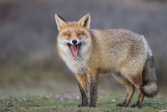 Red Fox (Vulpes vulpes) adult yawning, Netherlands