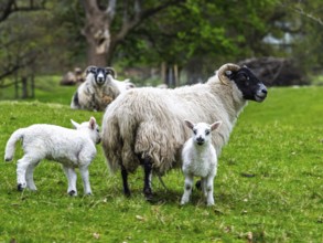 Sheep on farms, West Highlands Farms, Scotland, England, United Kingdom, Europe