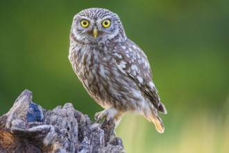 Little Owl (Athene noctua) Hungary